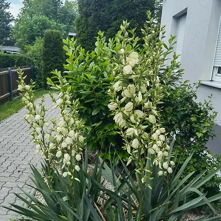 Eichbachgasse 38 グラーツ